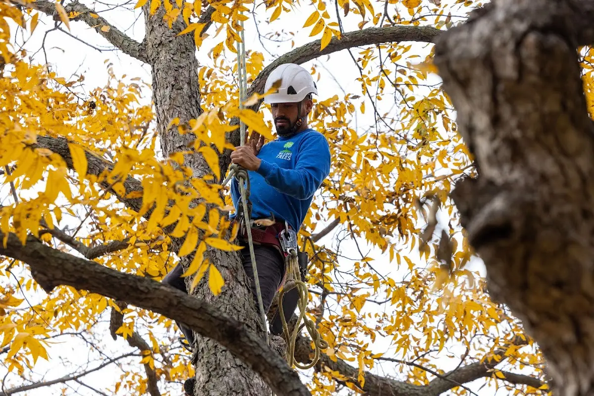 Skilled Storm Damage Cleanup crew working in Superior